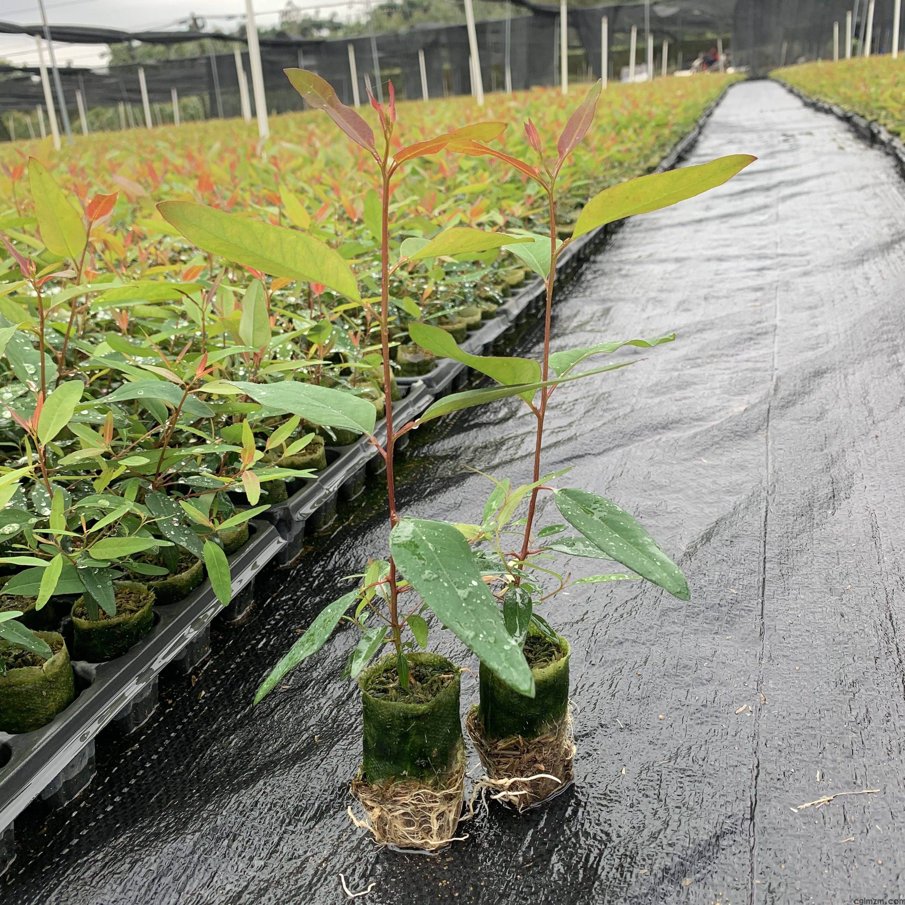彩耕桉树苗培育基地照片