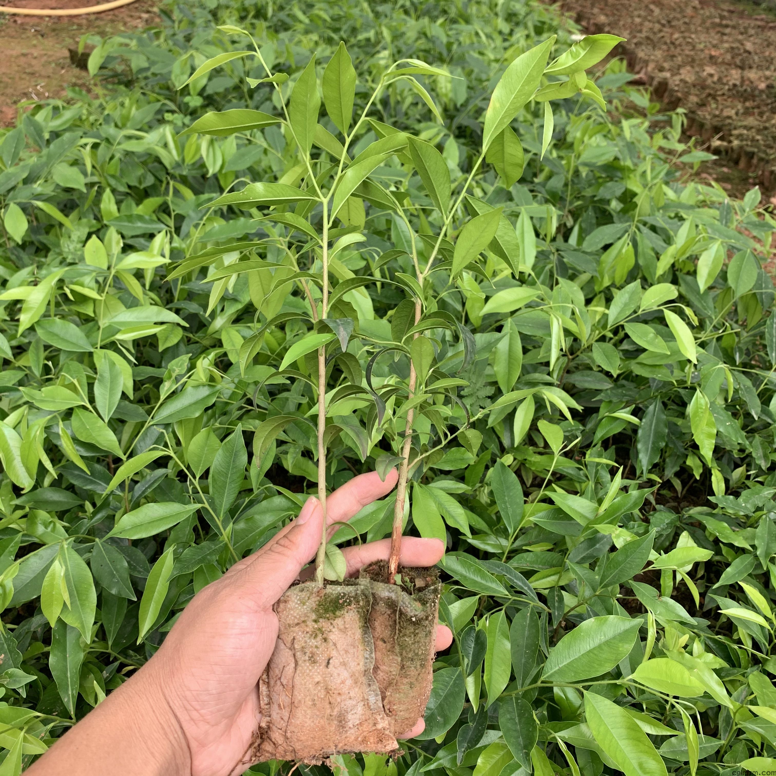 沉香树苗