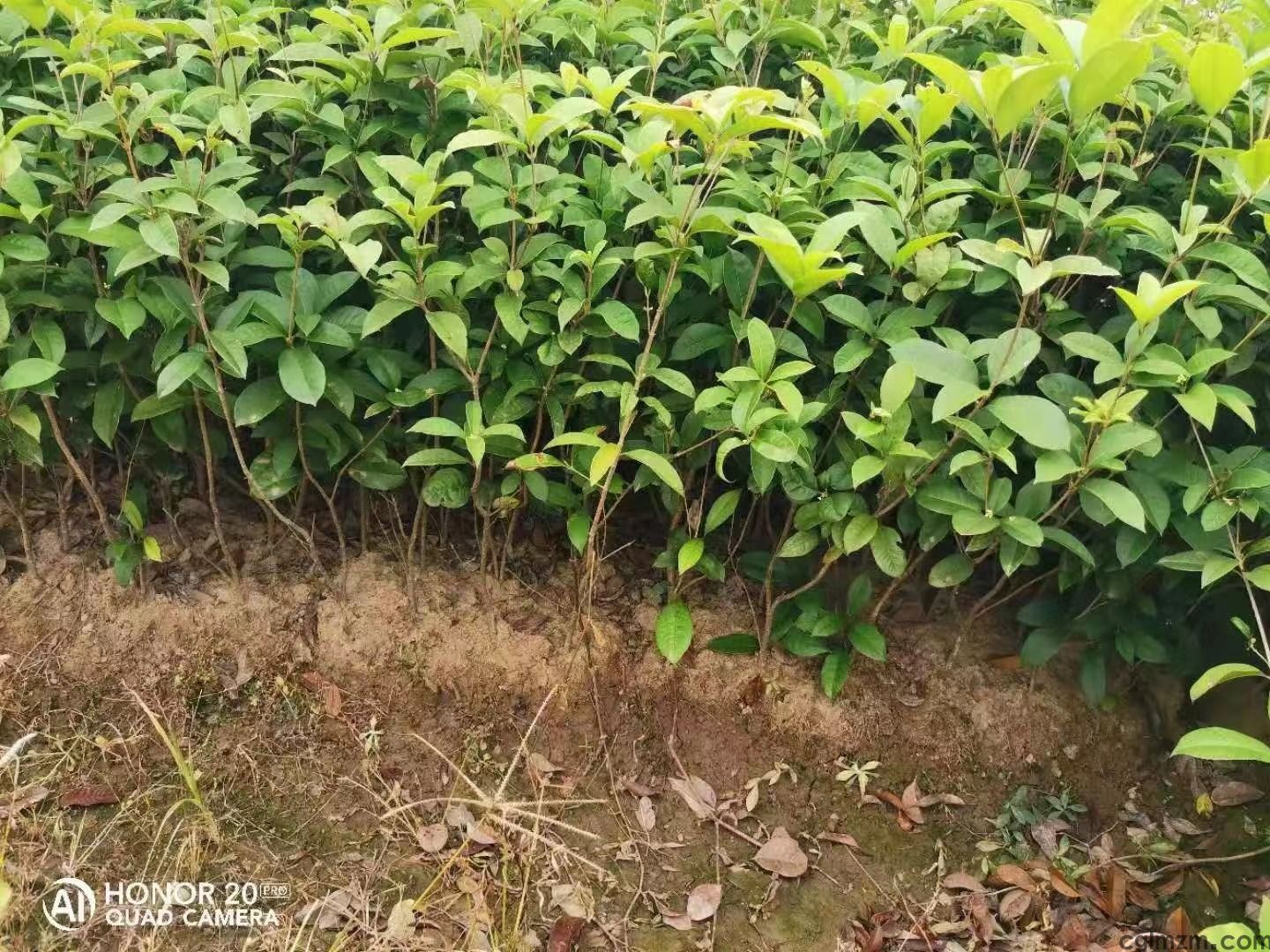 桂花树苗
