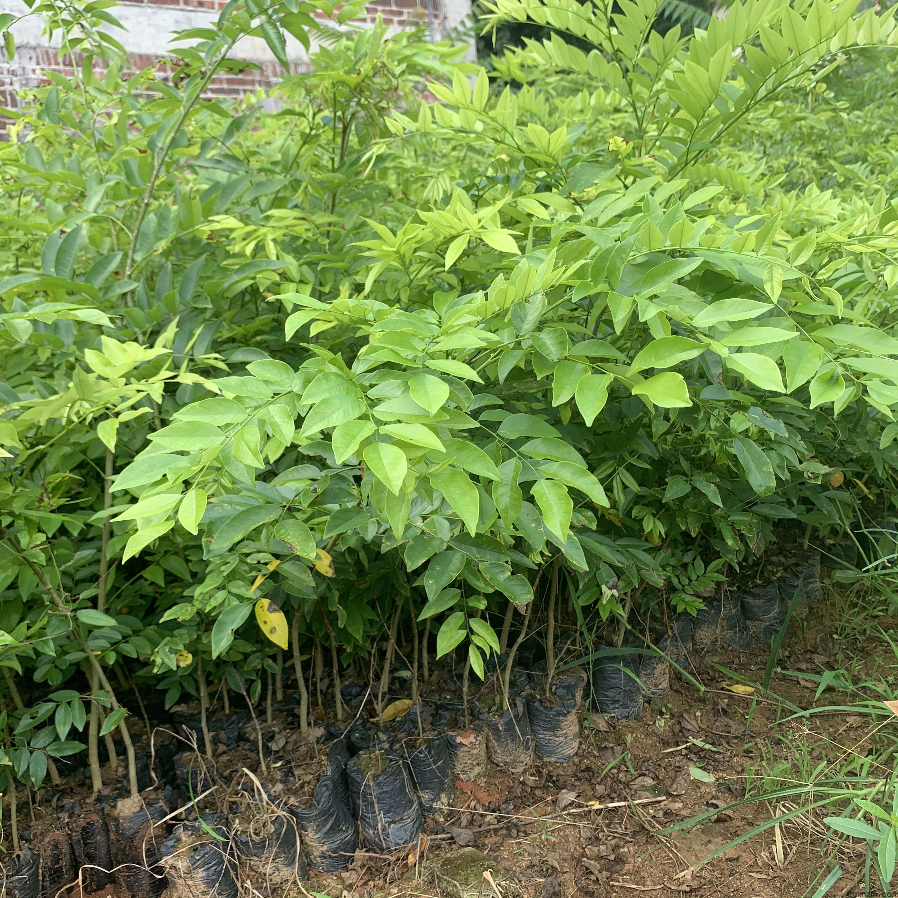 黄花梨树苗