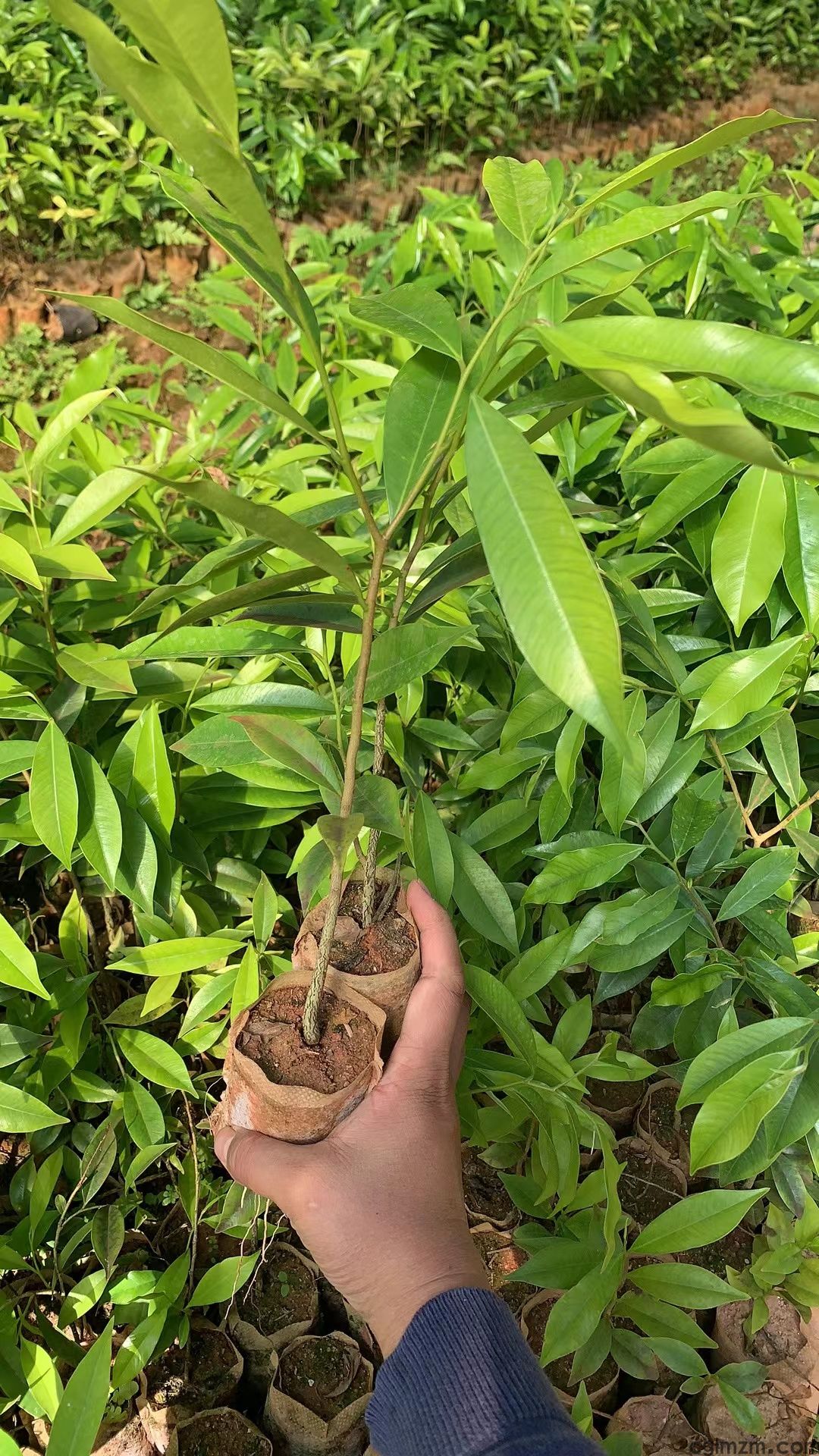 沉香树苗照片