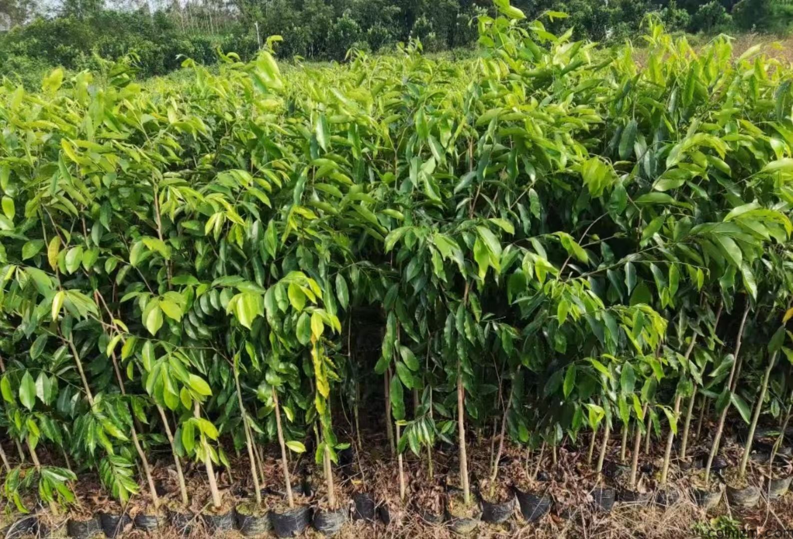 2025年沉香树种植经济效益分析