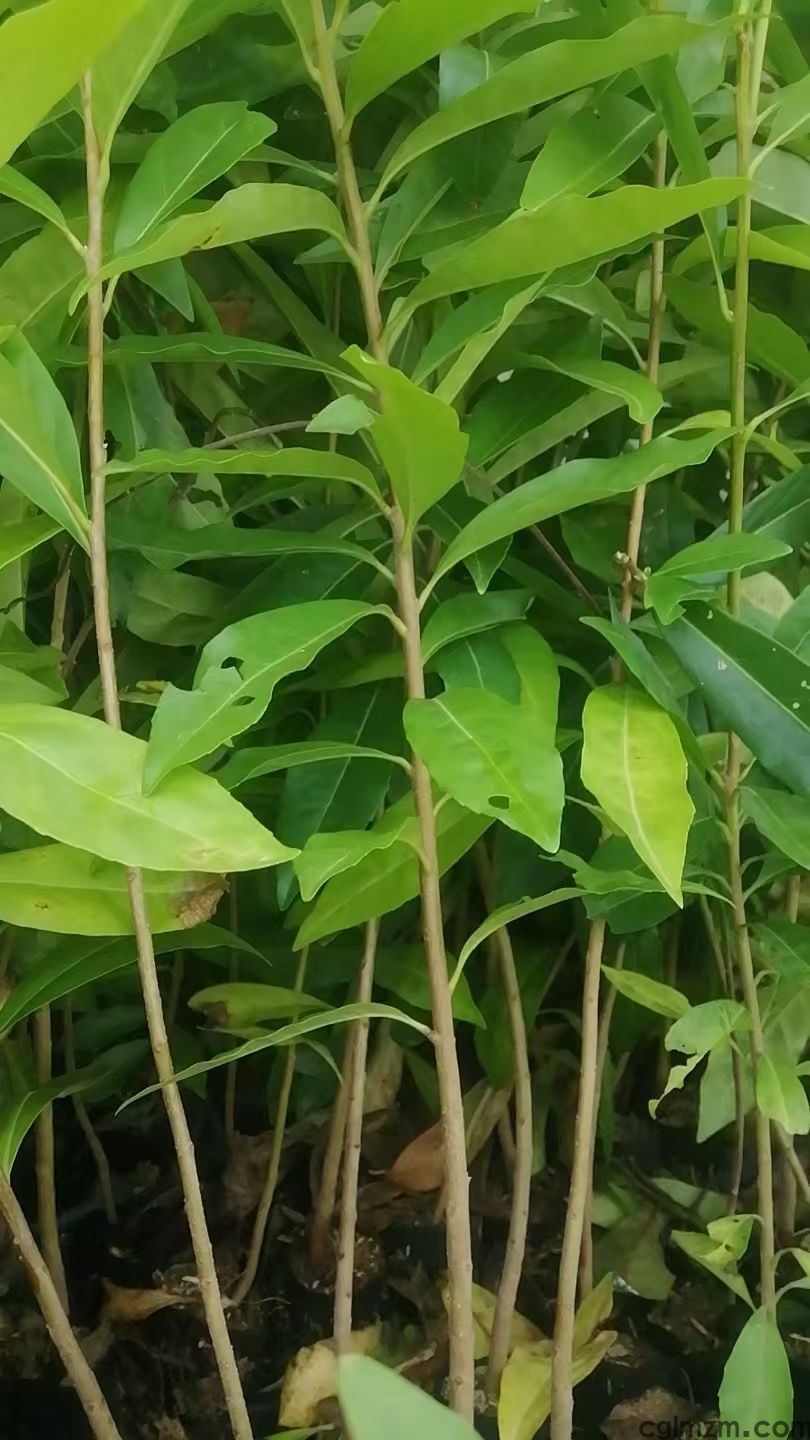 木荷树苗，在广西这种荷木树苗哪里有卖？