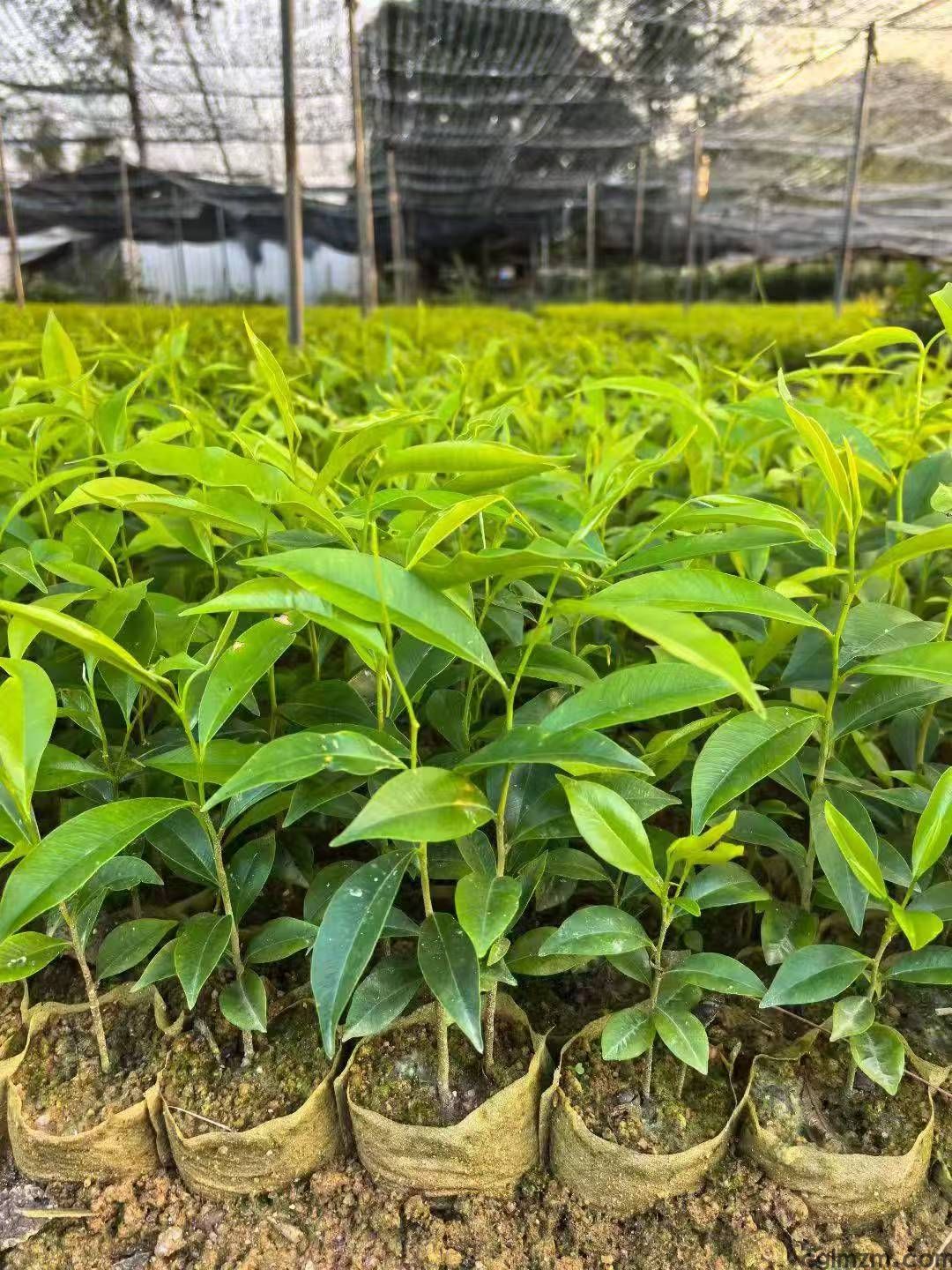 沉香是什么树木，这种树苗哪里有卖？