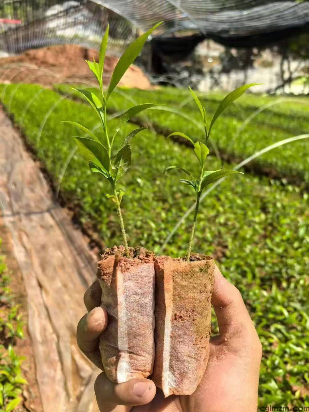 沉香是什么树木,这种树苗哪里有卖?(图3) 微信图片_20251024105743_69_77.jpg