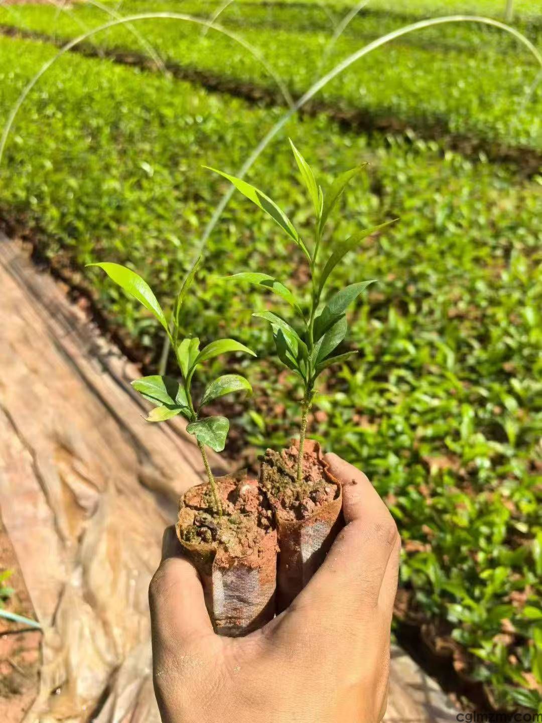 沉香是什么树木,这种树苗哪里有卖?(图2) 微信图片_20251024105741_68_77.jpg